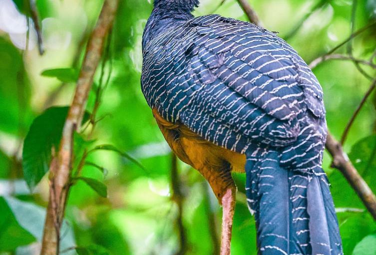 Paujil de Pico Azul.