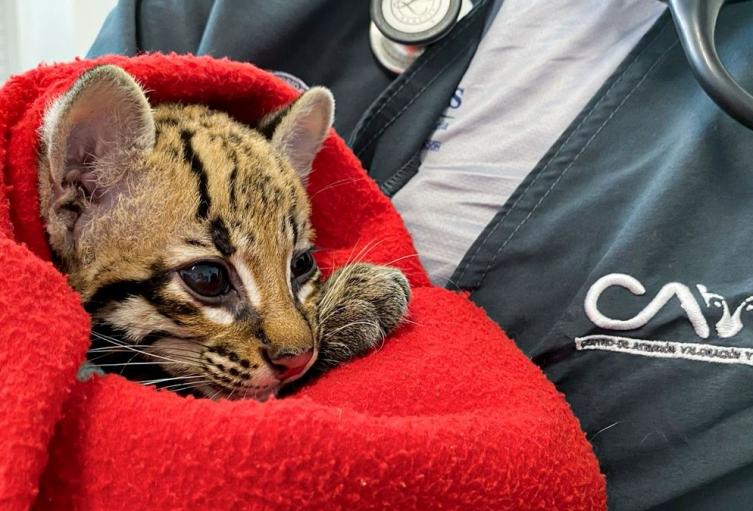 Atienden a una ocelote infantil en el Valle de Aburrá 