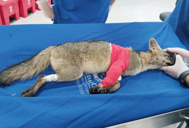 Cirugía del zorro perro en Medellín 