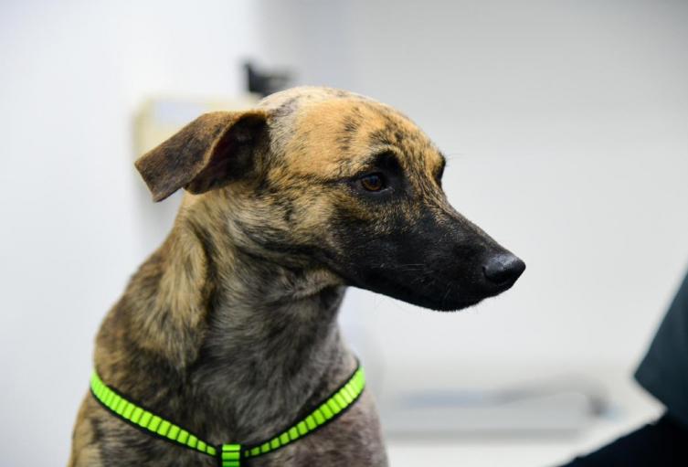 “Bizcocho”, el perro víctima de maltrato animal