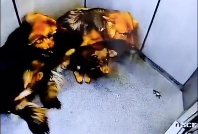 Maltrato animal en La Estrella