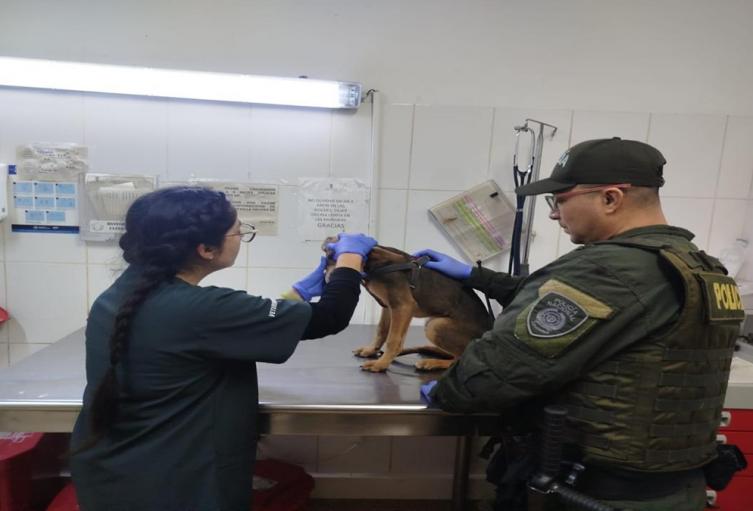 Autoridades de Medellín atendieron nuevo caso de maltrato animal