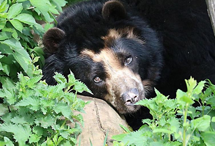 Oso Andino - Antioquia - 2025