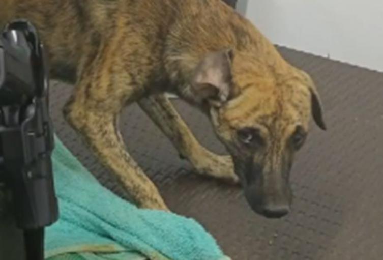 Perro agredido - Antioquia -2025