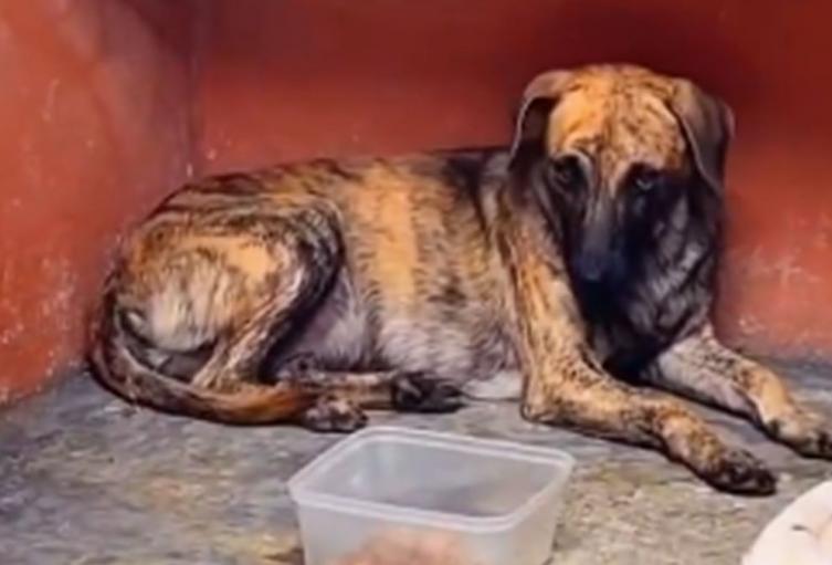 Perro maltratado - Antioquia -2025