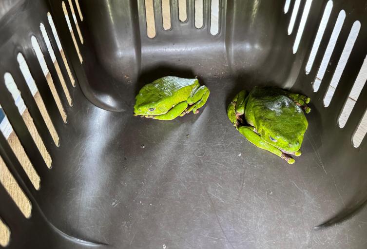 Vendían veneno de ranas torturadas para rituales ilegales en Medellín, Bogotá y Cali