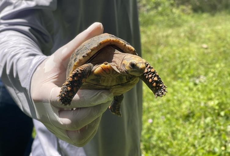 Viaje de 630 Km hacia la libertad: Medellín trasladó 140 tortugas a su verdadero hogar en el Meta