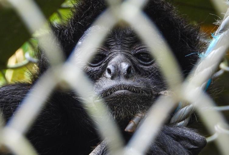 Animales rehabilitados en el Valle de Aburrá 