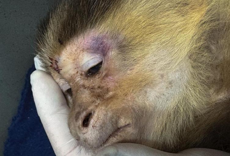 Mono capuchino - Maltratado -2025