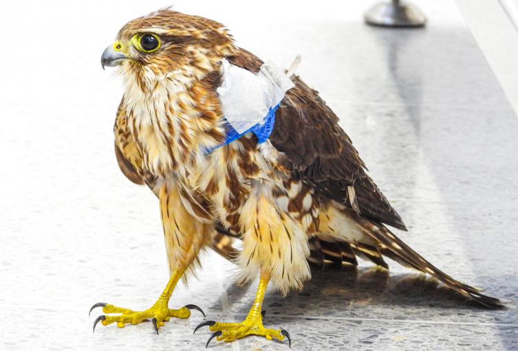 Más de 40 animales silvestres sufrieron graves afectaciones por pólvora en 2024: El AMVA refuerza su campaña Antipólvora este año