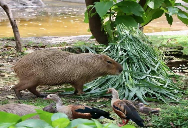 Seis animales han muerto en el Valle de Aburrá por la manipulación de Pólvora