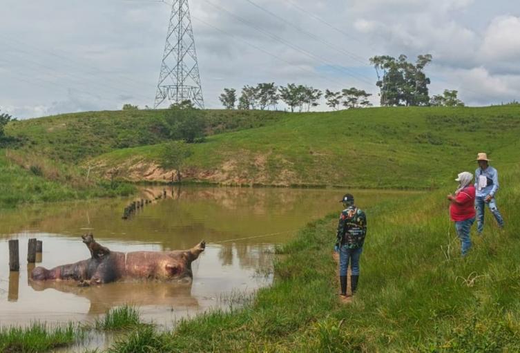 Hipopótamo - Antioquia - 2026