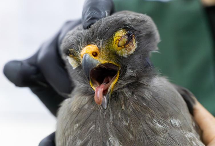 El 65% de los animales ingresados falleció, mientras que el 35% restante permanece bajo pronóstico reservado.