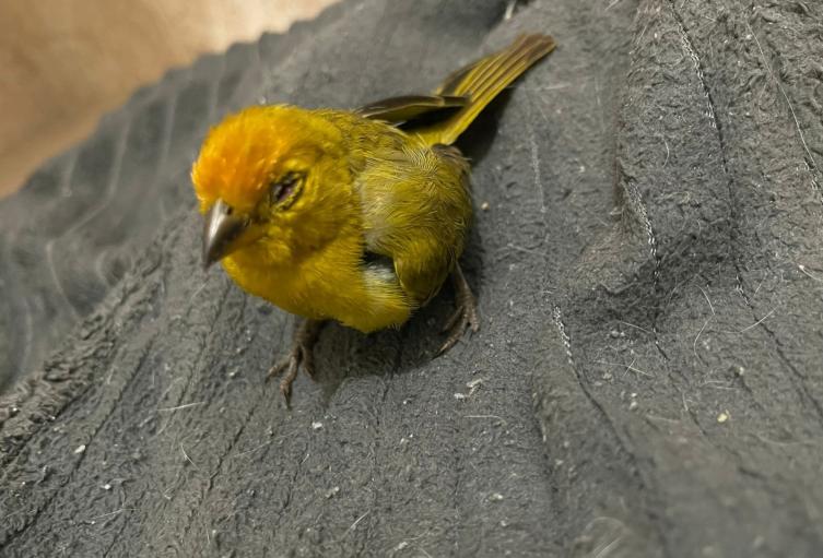 El reporte médico indica que el 32% de los animalitos ingresados fallecieron debido a traumas severos.