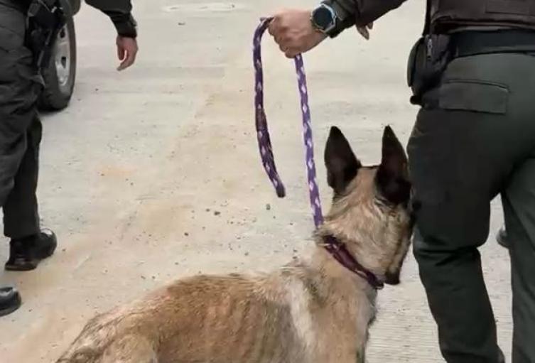 Los animales presentaban signos de desnutrición y maltrato. El caso será remitido a Control Interno de la Policía Nacional.