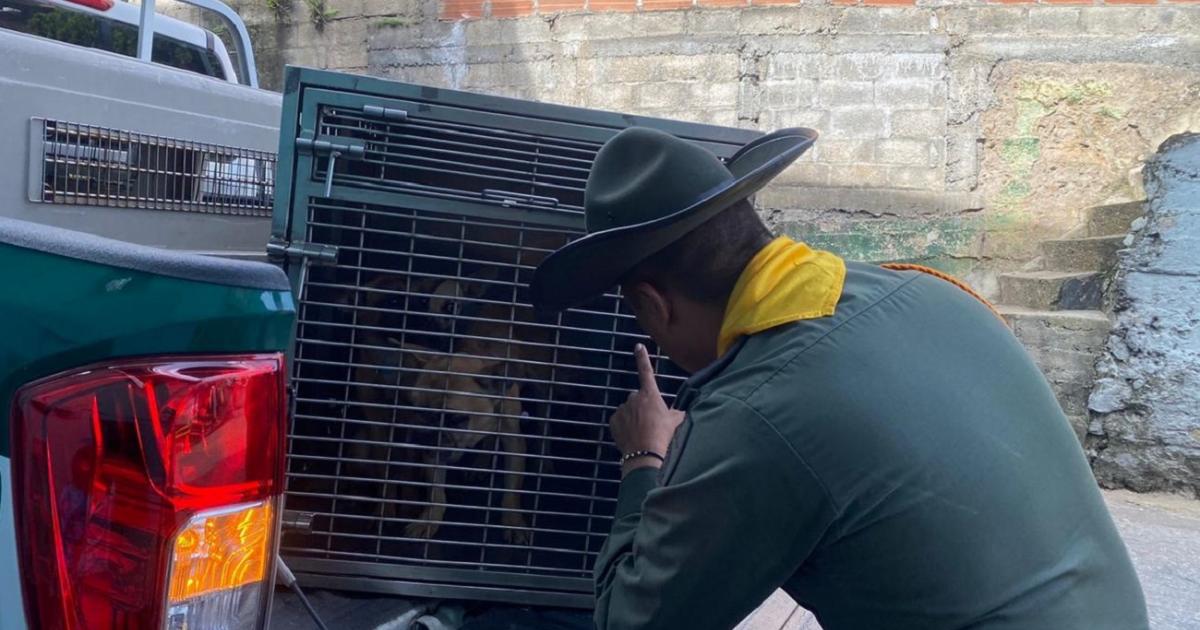 El delito que se le imputaría a hombre por la golpiza a un perro cambiará de muerte a lesiones graves