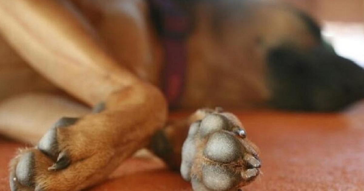 En las próximas horas se entregará a las autoridades el presunto responsable de golpear a un perro hasta causarle la muerte