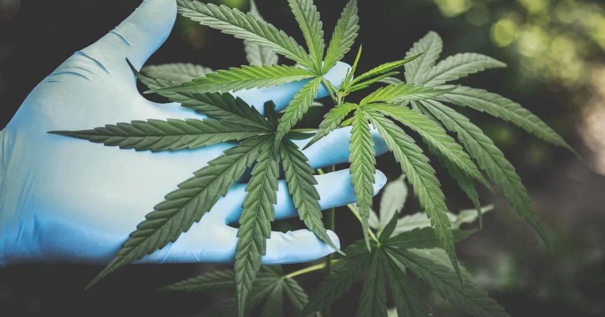 Un niño estuvo en coma tras comer una golosina con cannabis