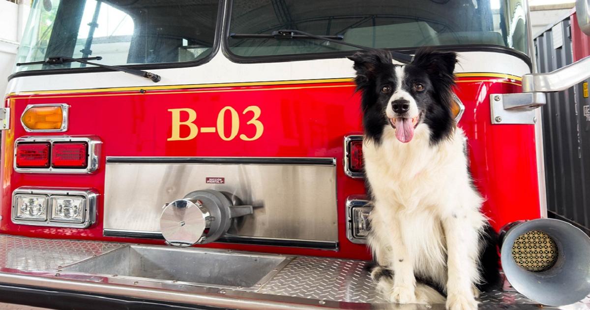 Nikita, la heroína de cuatro patas que hizo parte del Cuerpo de Bomberos de Sabaneta