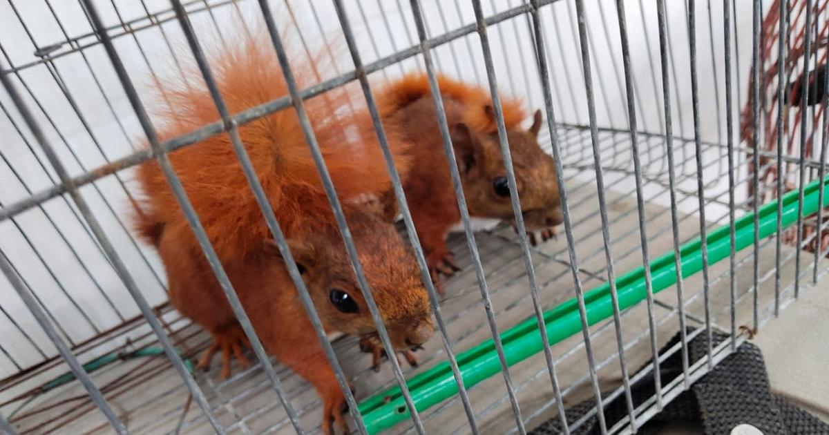En Itagüí rescataron diez animales silvestres que estaban en cautiverio