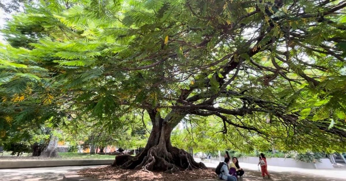 Antioquia celebra el Día del Medio Ambiente con más áreas protegidas y nuevos árboles sembrados