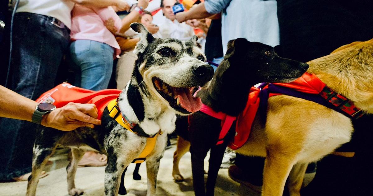 Adopta un Superhéroe, la campaña para encontrarle hogar a 2.100 perros en Medellín