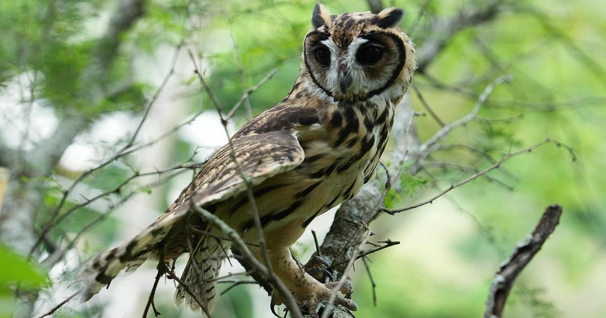 Liberaron 18 animales silvestres en el Occidente antioqueño