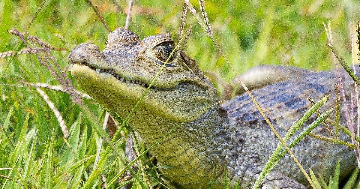 [FOTOS] Hospitalizadas permanecen las babillas y las boas que fueron incautadas en un criadero ilegal en San Vicente Ferrer