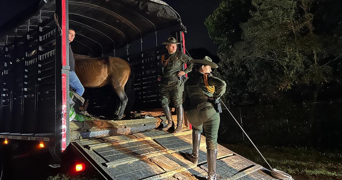 Incautan 15 semovientes que estaban sueltos en las vías del El Carmen de Viboral