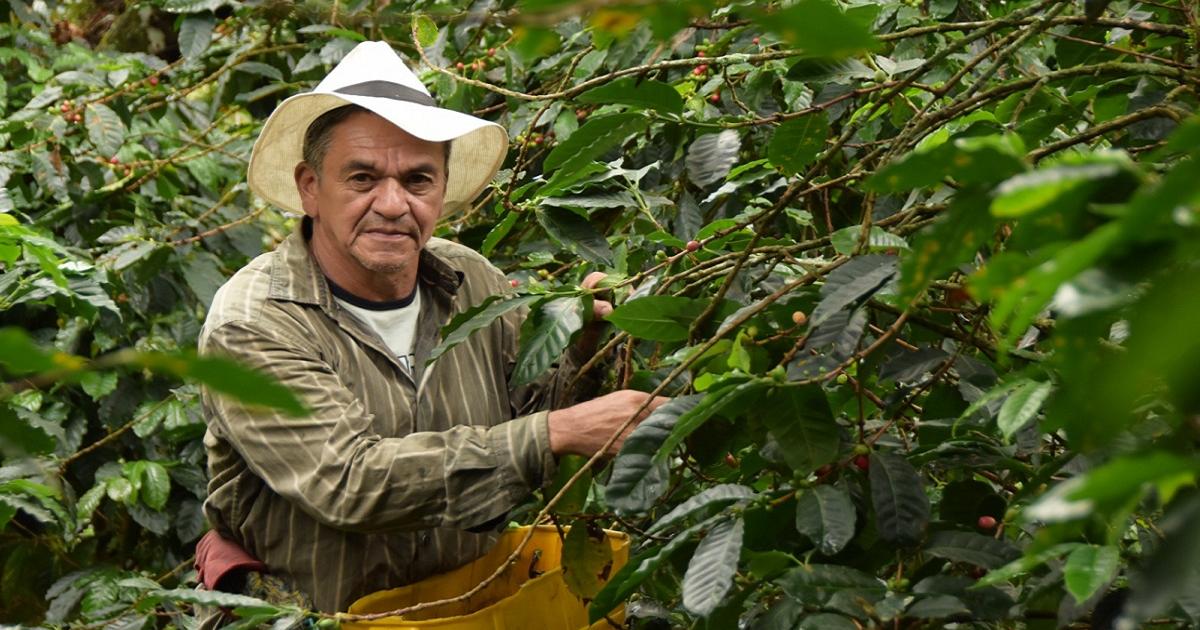 Con alianza buscan transformar 200 cultivos de productores de café en Medellín