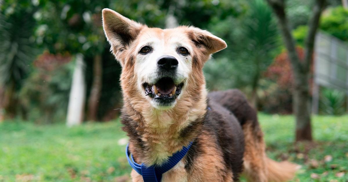 Casi 90 perros y gatos en La Perla llevan más de 10 años esperando por ser adoptados