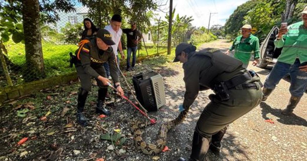 Mujer entregó una boa constrictor a la Policía Ambiental en Apartadó 