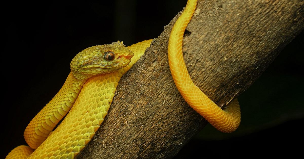 Más de 30 especies de serpientes hay identificadas en el Valle de Aburrá: piden respeto por estos animales que son clave en los ecosistemas