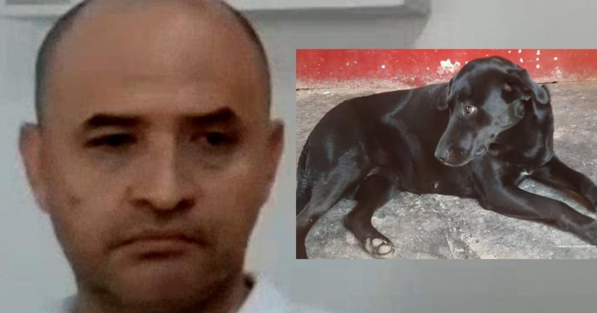 Acusan a un veterinario de haber matado a una perrita en gestación en Itagüí