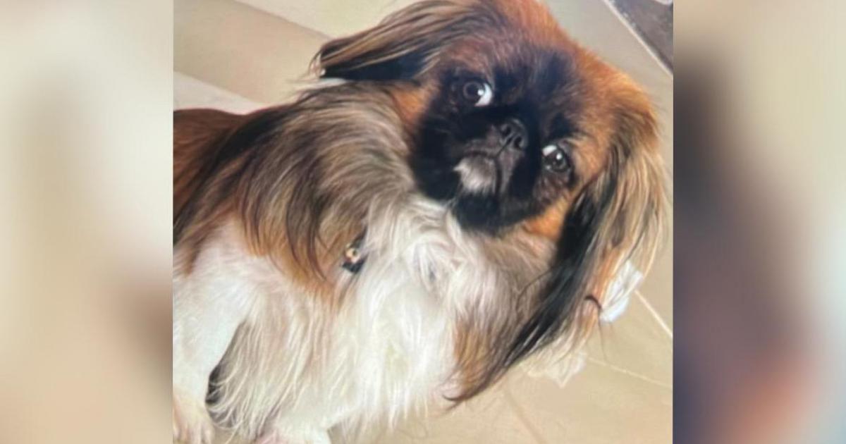 “Maxi” el perrito que murió en el maletero de un bus con destino a Medellín