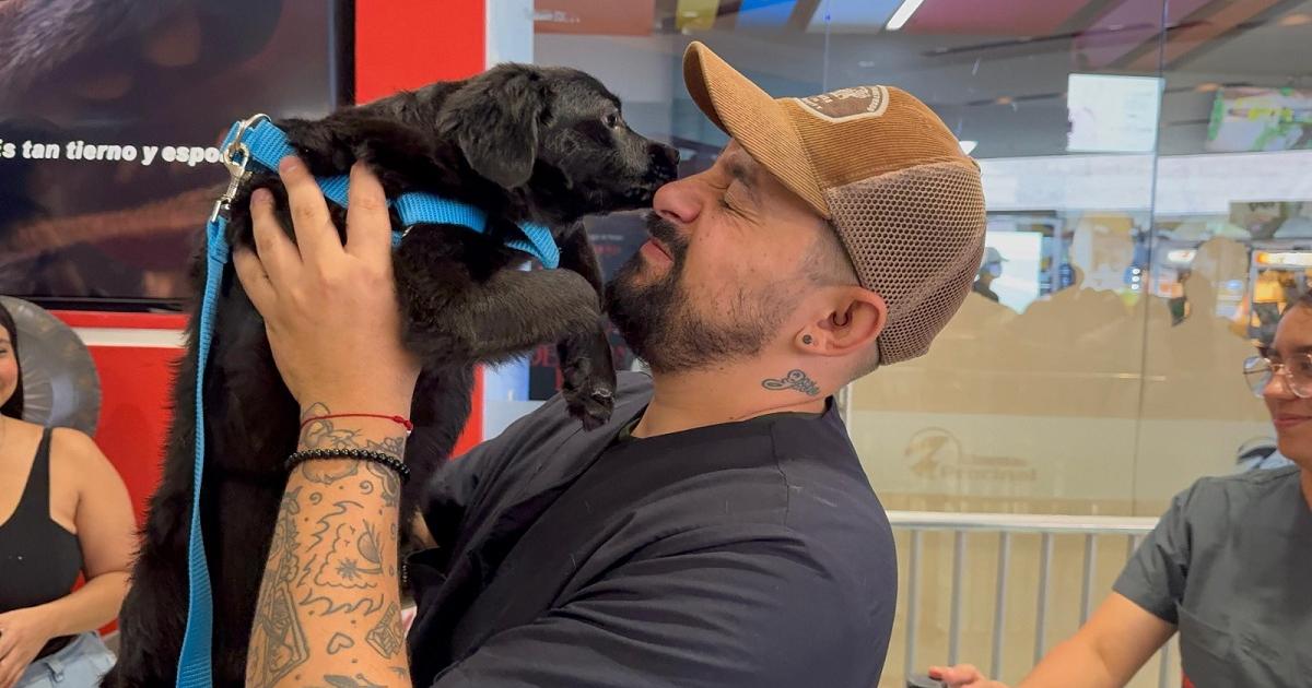 En solo una semana, 68 perritos encontraron un nuevo hogar en Medellín