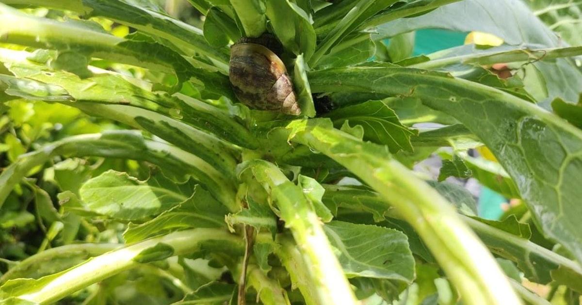 Alerta en Gómez Plata por presencia de caracol gigante africano