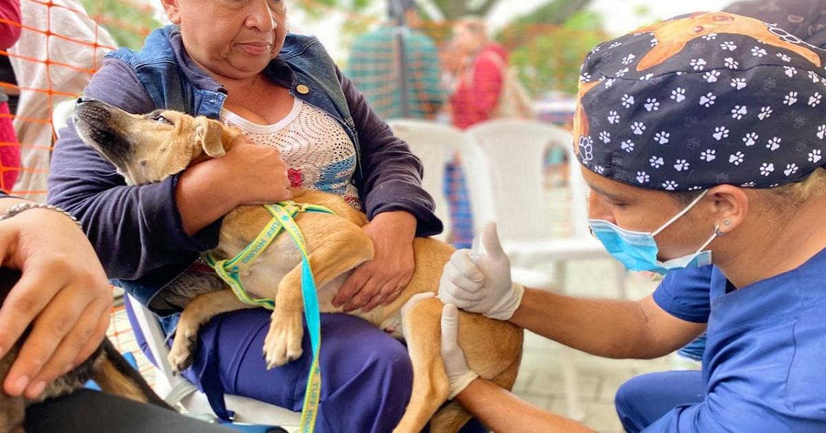 Gobernación realizará más de 23 mil esterilizaciones a perros y gatos en Antioquia