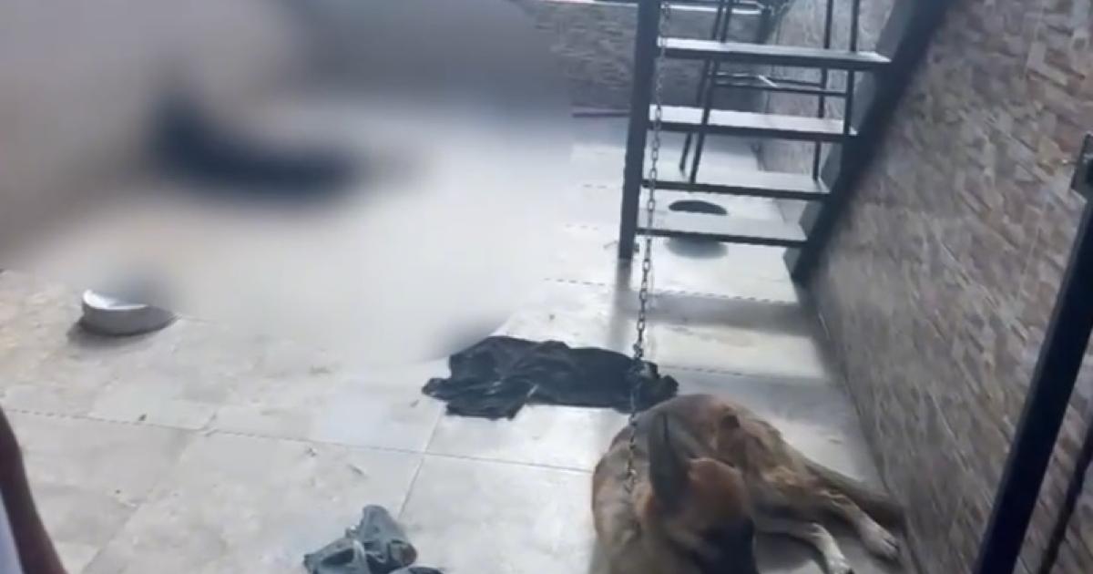 Autoridades abren investigación a dueño de perros encontrados en estado de vulnerabilidad en una vivienda de Medellín