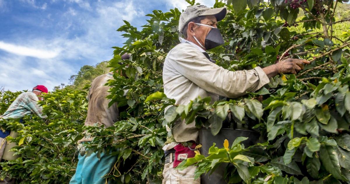 Revisarán antecedentes de recolectores de café y ampliarán presencia policial en nuevas subregiones durante el Plan Cosecha en Antioquia