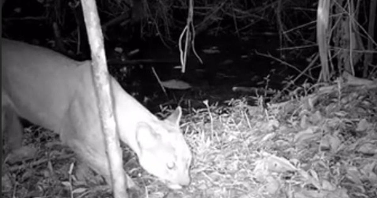 Autoridades en Itagüí registraron por primera vez la presencia de un puma en zona protegida