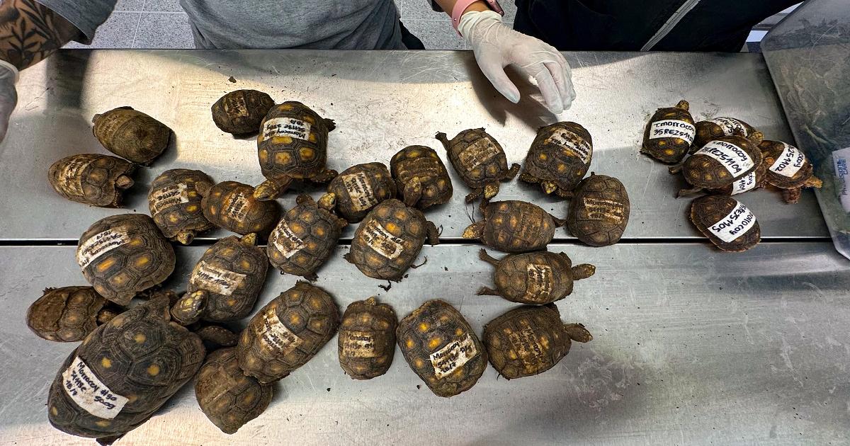 Alerta por tráfico ilegal de tortugas morrocoy en el Valle de Aburrá: desde el año pasado se han rescatado más de 1.600