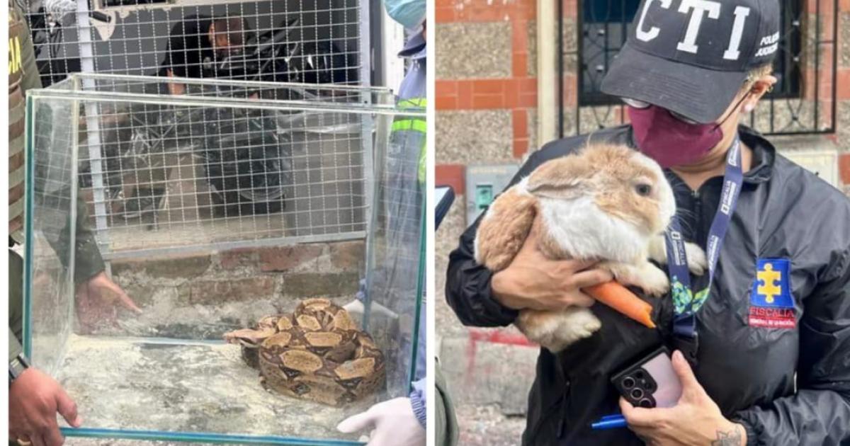 Parroquiano de Medellín pretendía alimentar una peligrosa culebra con conejos