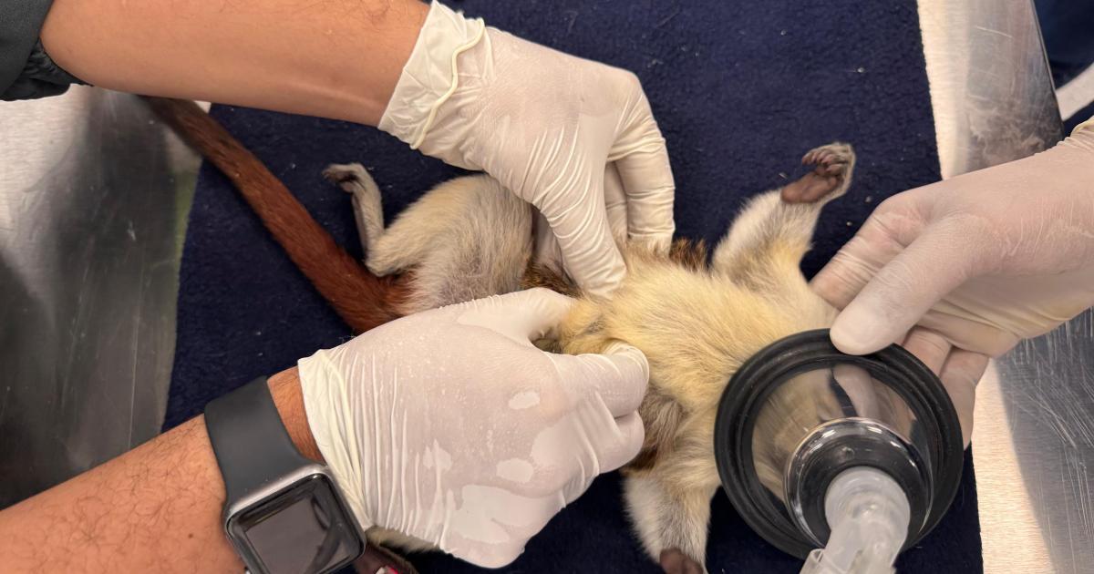 61 titíes llegaron al Área Metropolitana: desnutridos, mutilados y huérfanos 