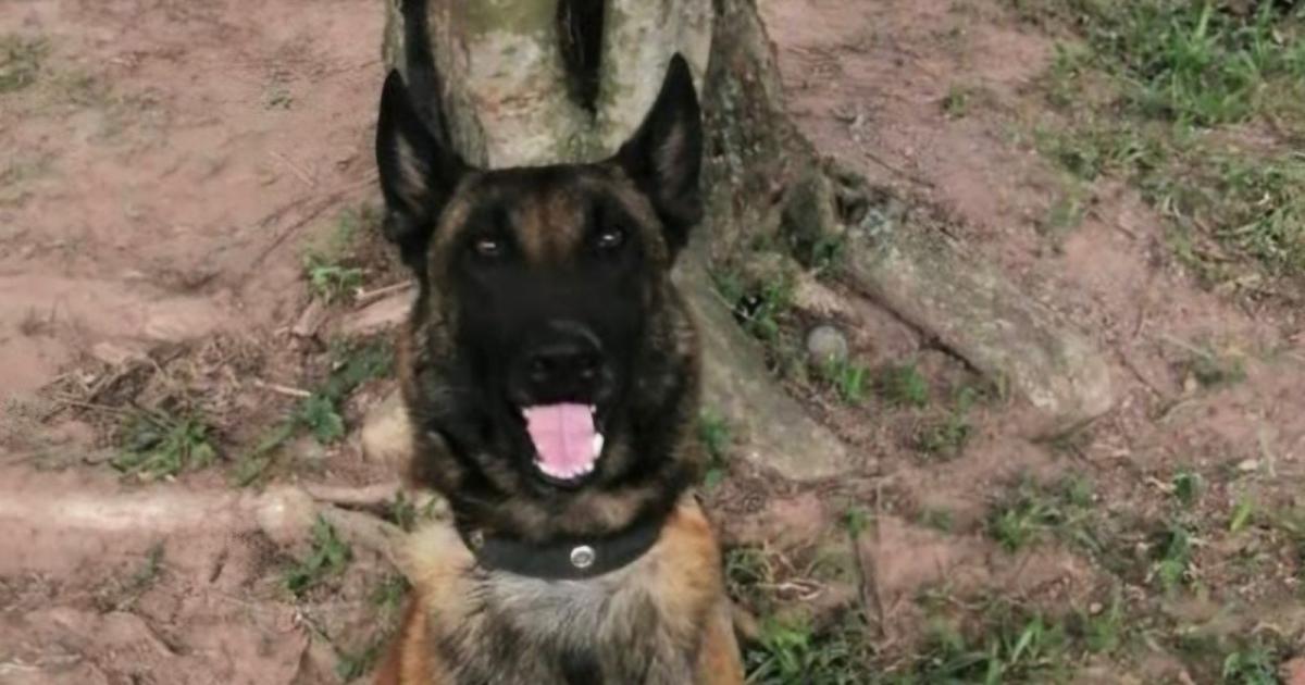 Léster y Telmo son los perros antiexplosivos que murieron en el ataque en Amalfi