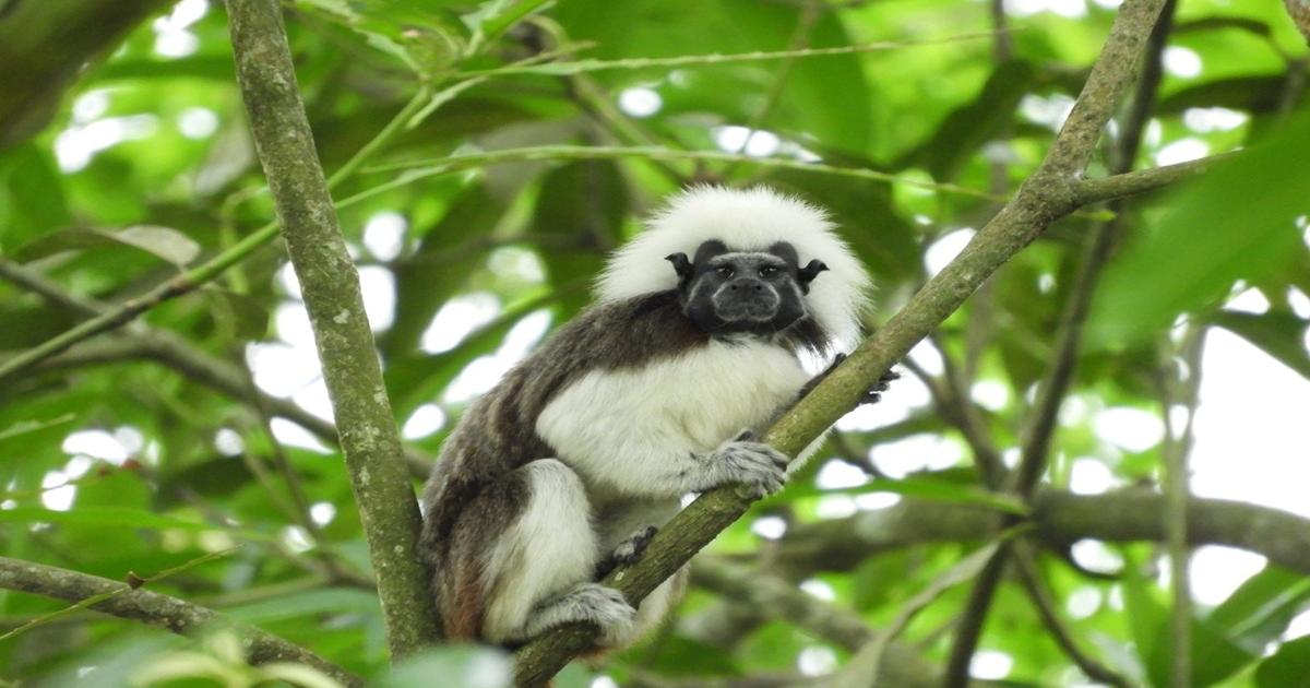 Unibán Fundación trabaja para la protección de 21 especies priorizadas de flora y de fauna en el Urabá antioqueño