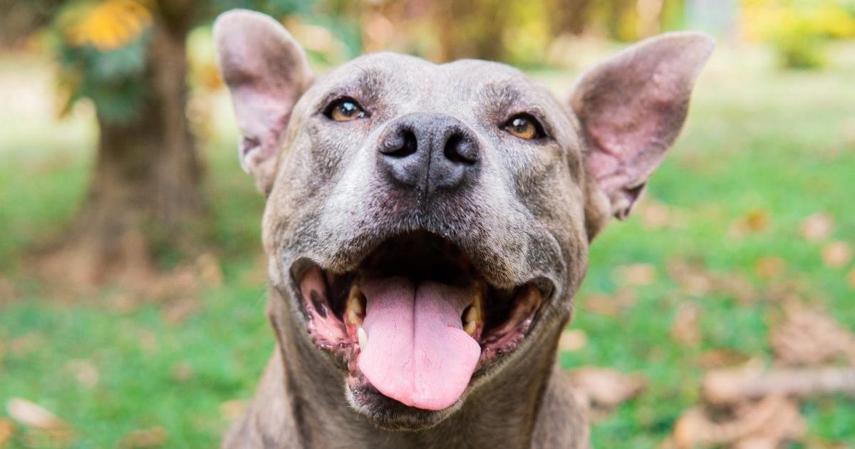 Medellín vivirá este sábado 'Una historia Llena de Amor' por adopción de perros y gatos