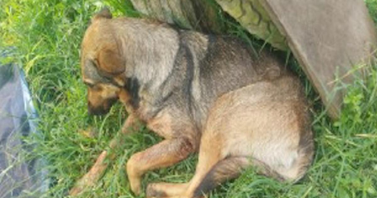 Condenados tres agresores de perros; uno de ellos es de Antioquia