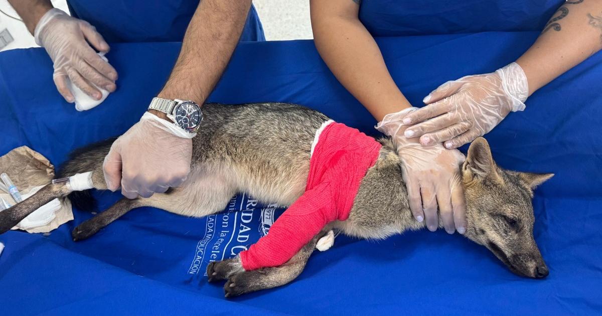 Cinco meses durará la recuperación de un zorro perro atropellado en Barbosa