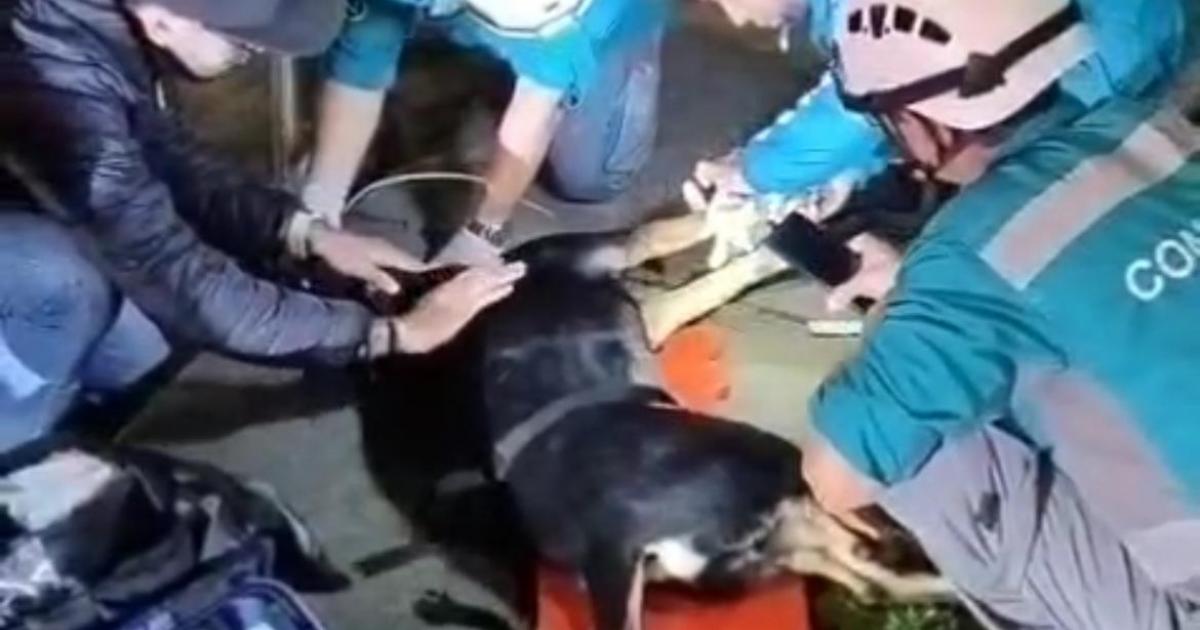 Murió “nana” la perrita arrollada: paramédico narró los últimos momentos del animal en Medellín